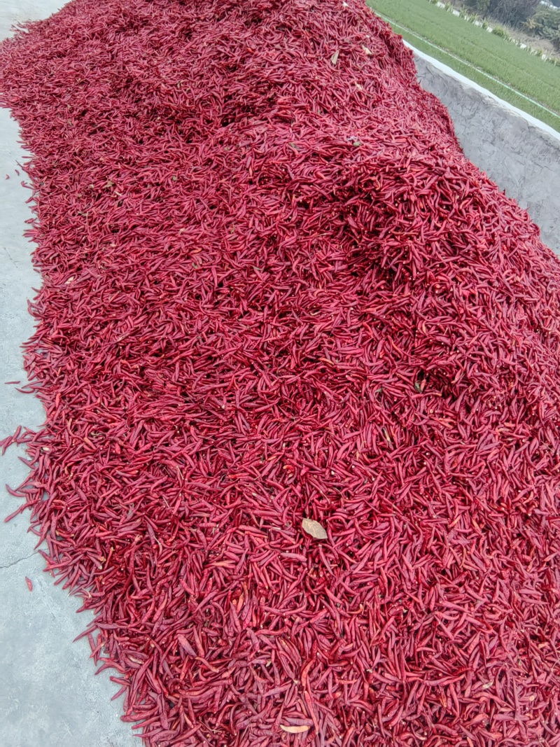 三樱椒，干辣椒，产地直发，可视频看货