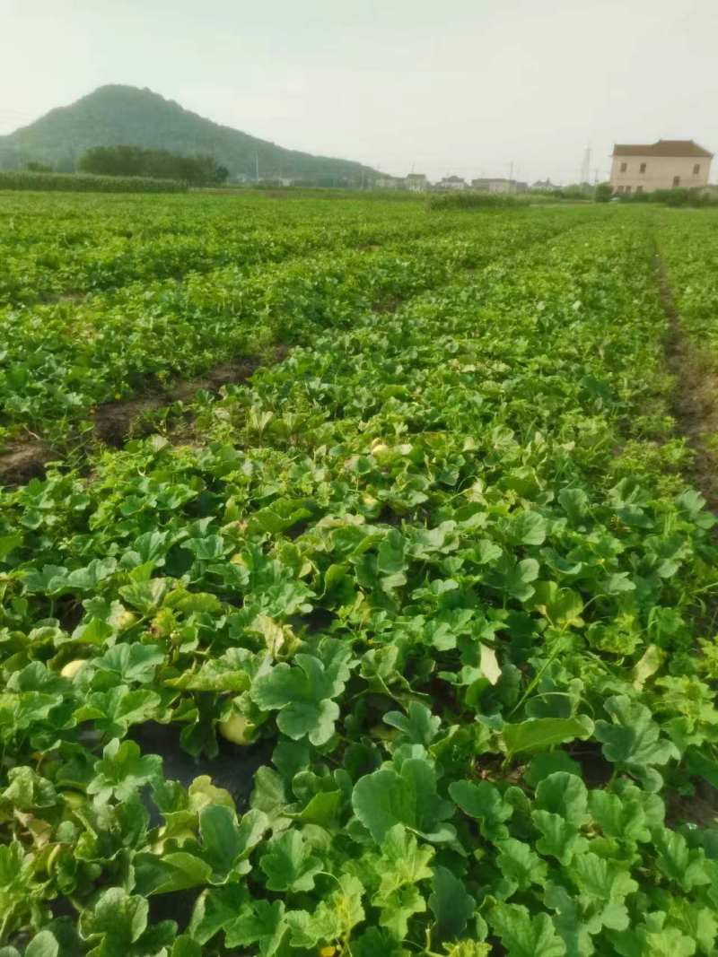 【推荐】河南甜瓜/大量上市/对接商超批发市场/万亩基地