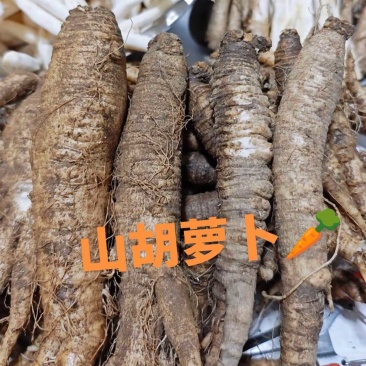 山胡萝卜吉林产区苗栽