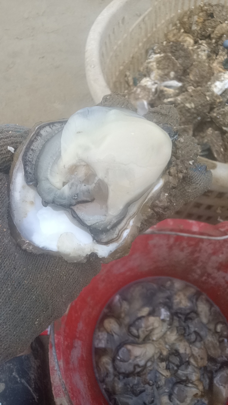 湛江生蚝三倍体