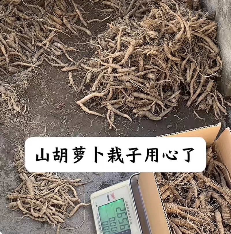 山胡萝卜吉林产区苗栽