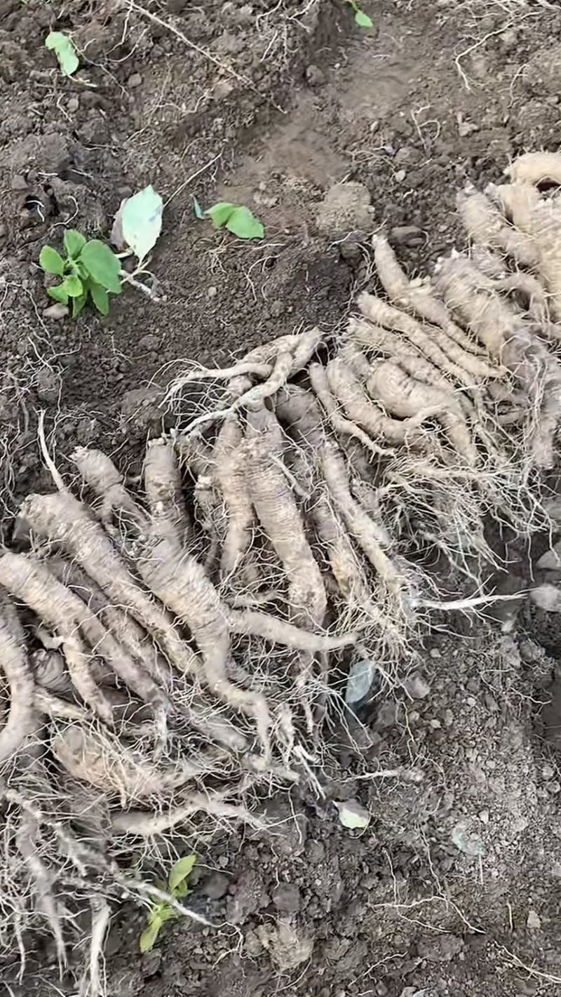 山胡萝卜吉林产区苗栽
