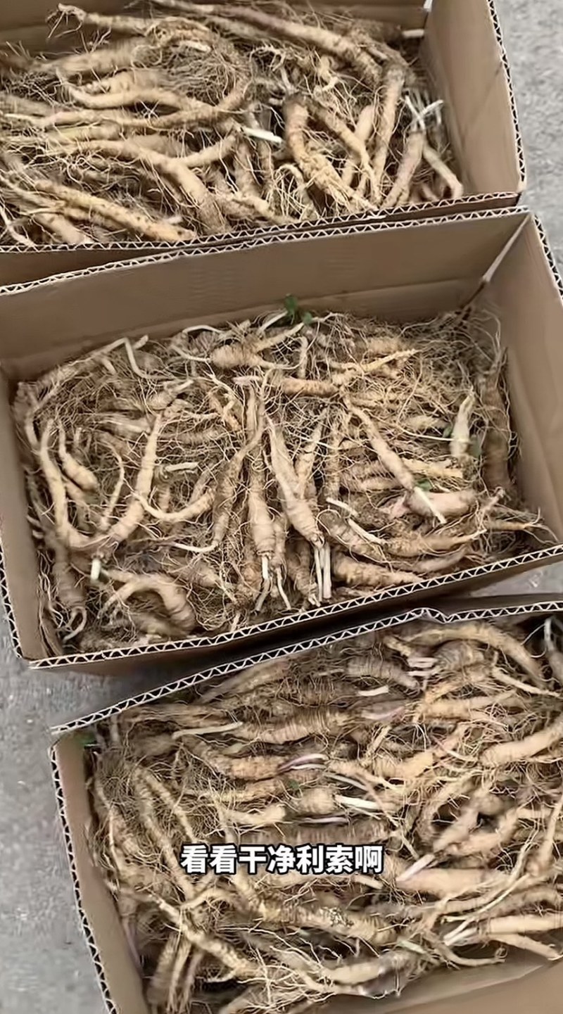 山胡萝卜吉林产区苗栽