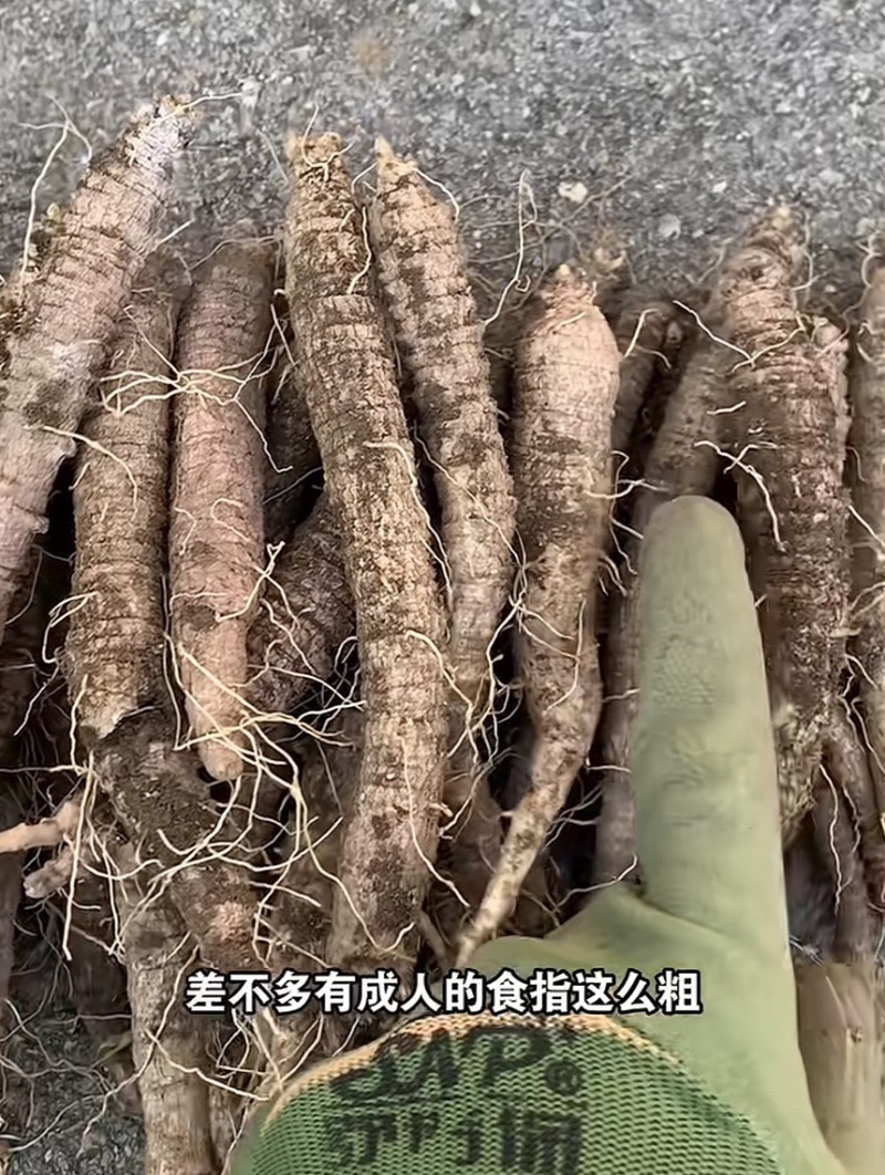 山胡萝卜吉林产区苗栽