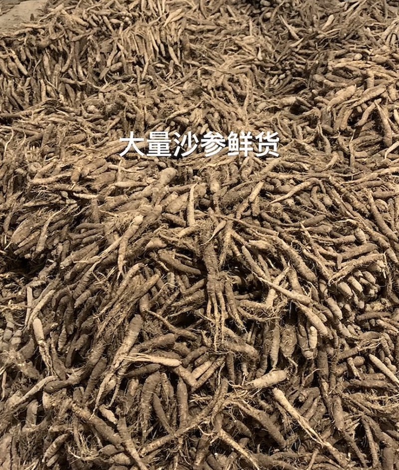 山胡萝卜吉林产区苗栽