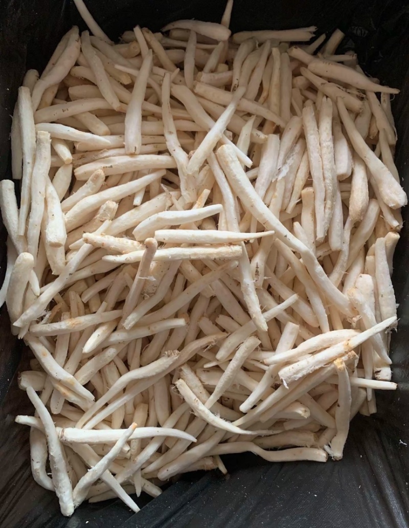 山胡萝卜吉林产区苗栽