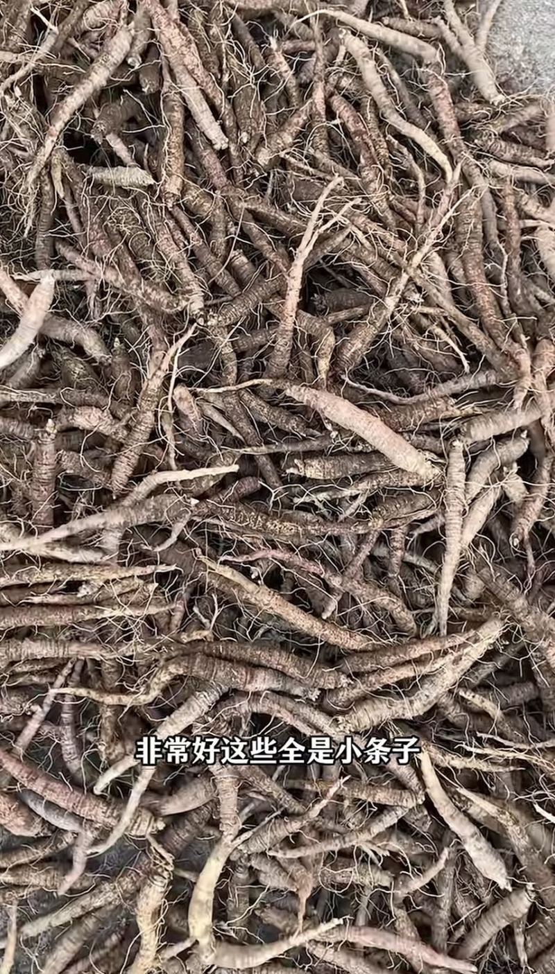 山胡萝卜吉林产区苗栽