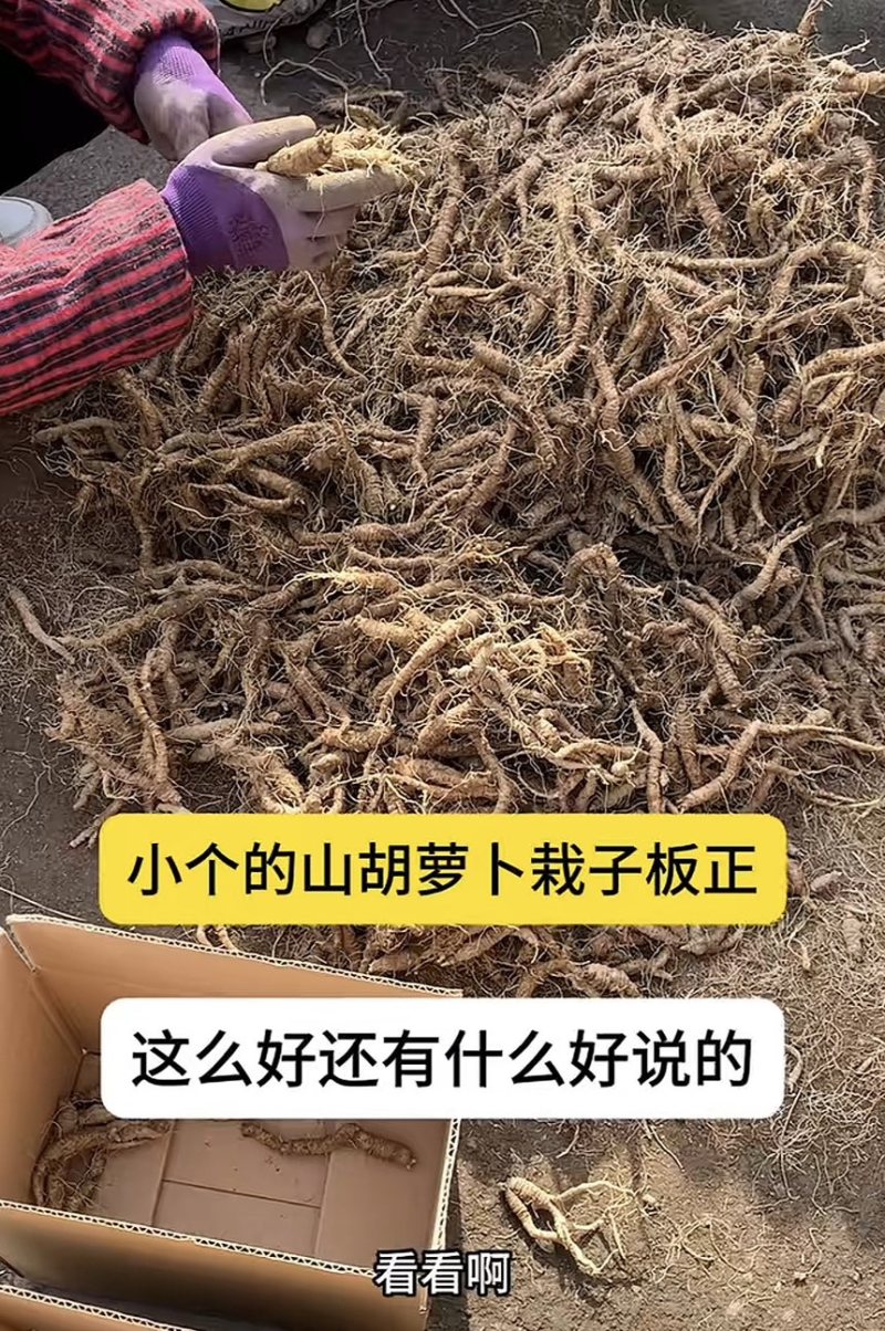 山胡萝卜吉林产区苗栽
