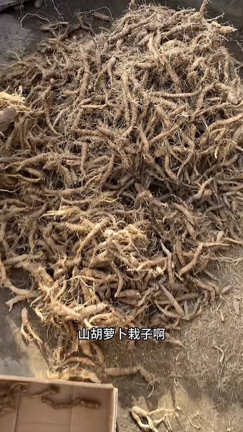 山胡萝卜吉林产区苗栽