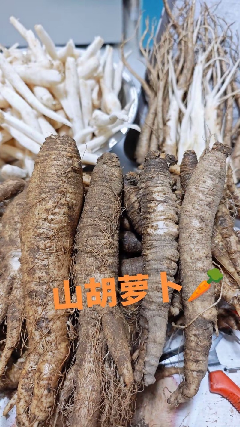 山胡萝卜吉林产区苗栽