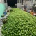 柬埔寨玉芒大量上市，工厂**，源头直供可实地考察采购