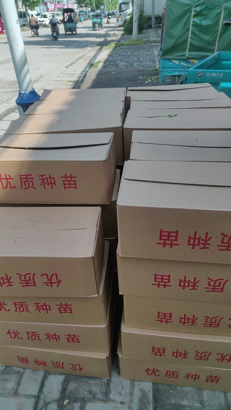 【推荐】河南甜瓜/大量上市/对接商超批发市场/万亩基地