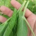 豌豆尖