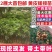 正品黄皮树苗新品青皮嫁接果树苗大薄皮贵妃黄皮无