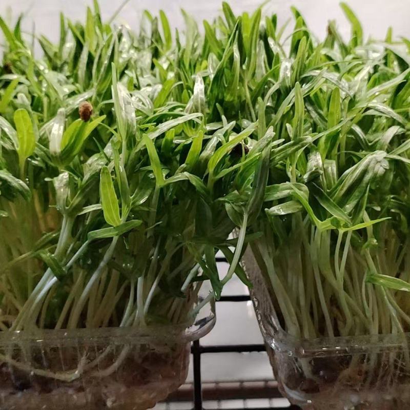 浙江温州芽苗菜/空心菜苗/大量上市/量大价优/诚信经营