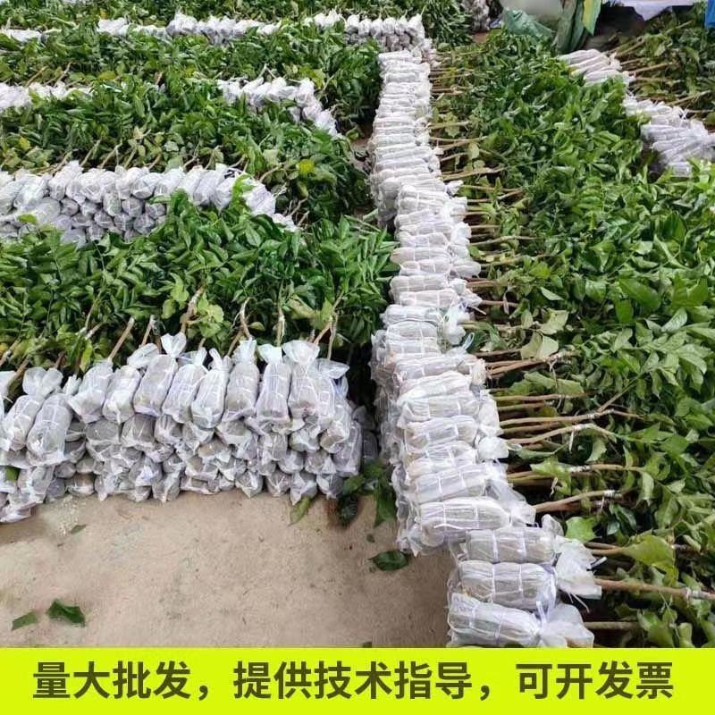 正品黄皮树苗新品青皮嫁接果树苗大薄皮贵妃黄皮无