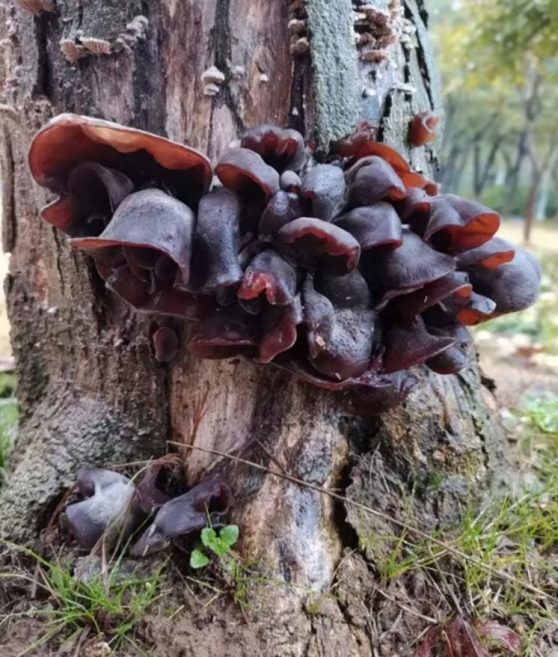 木耳丝精品给木耳保质保量对接电商市场等量大优惠