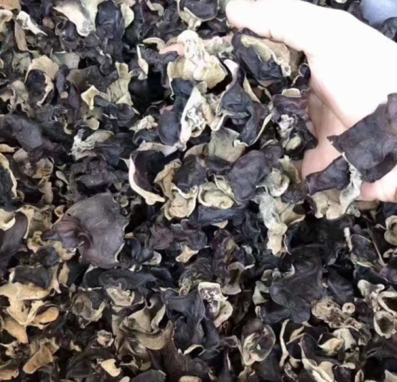 木耳丝精品给木耳保质保量对接电商市场等量大优惠