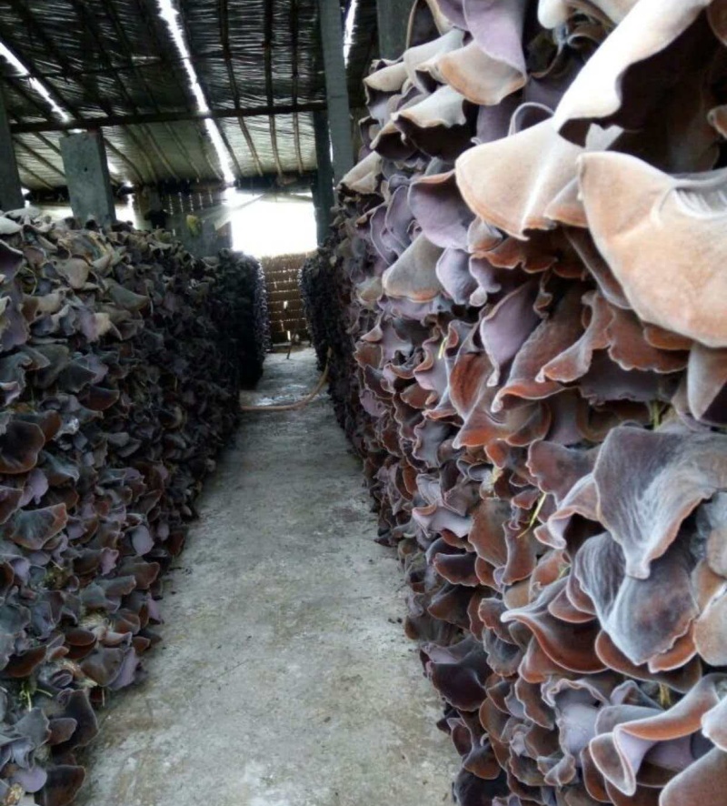 木耳丝精品给木耳保质保量对接电商市场等量大优惠
