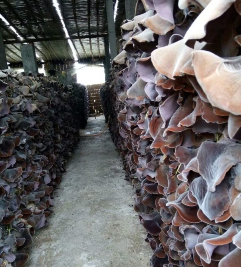 木耳丝精品给木耳保质保量对接电商市场等量大优惠