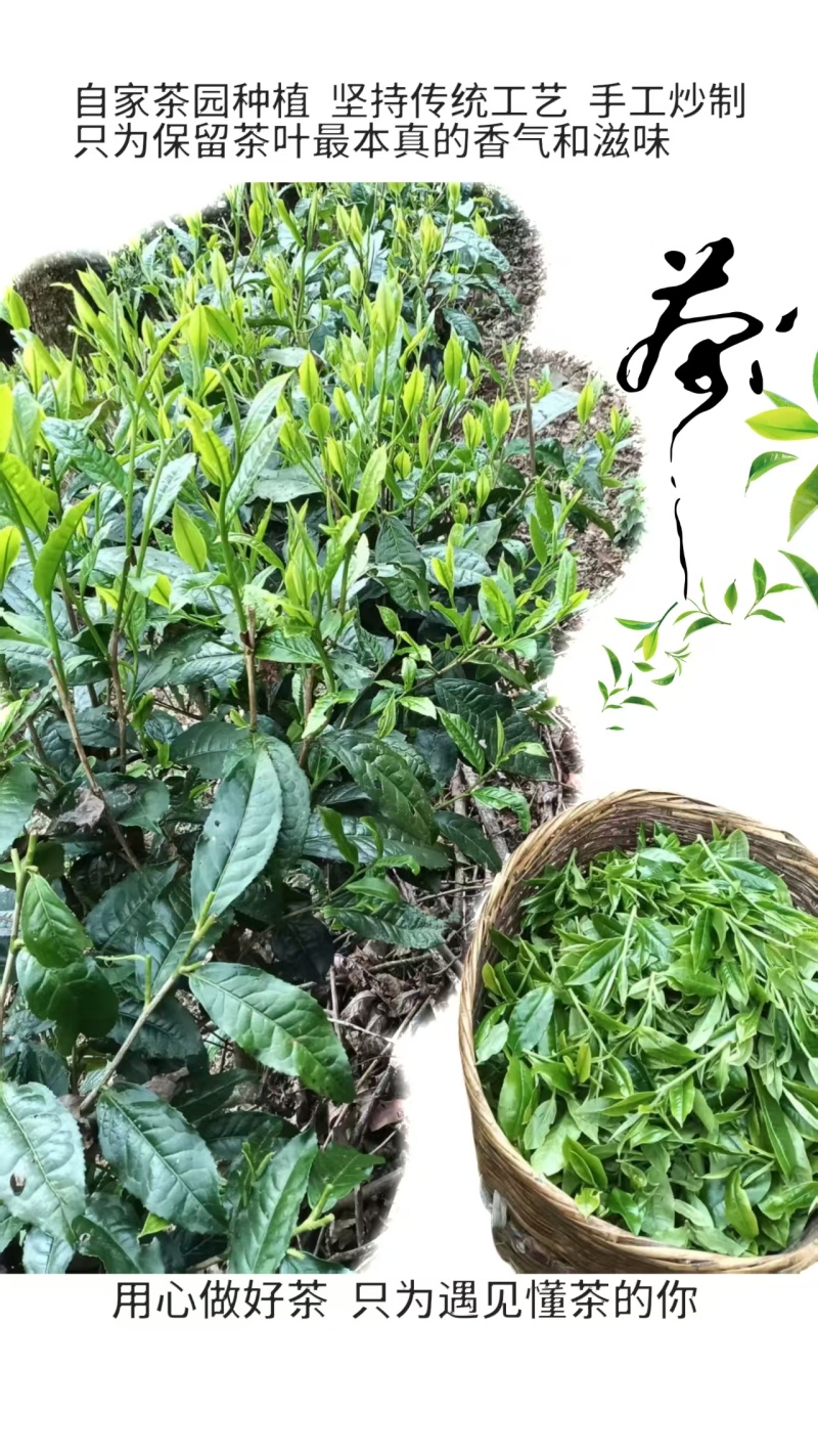 生态茶叶品质优香味浓郁可视频看货可发全国市场商超欢