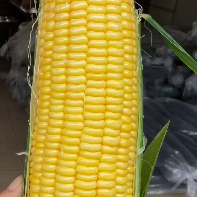 陕西水果玉米太阳花系列，棒子饱满