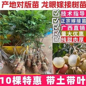 早熟石硖龙眼嫁接树苗储良嫁接苗盆栽地栽南方种植四季龙眼嫁