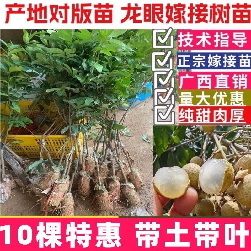 早熟石硖龙眼嫁接树苗储良嫁接苗盆栽地栽南方种植四季龙眼嫁