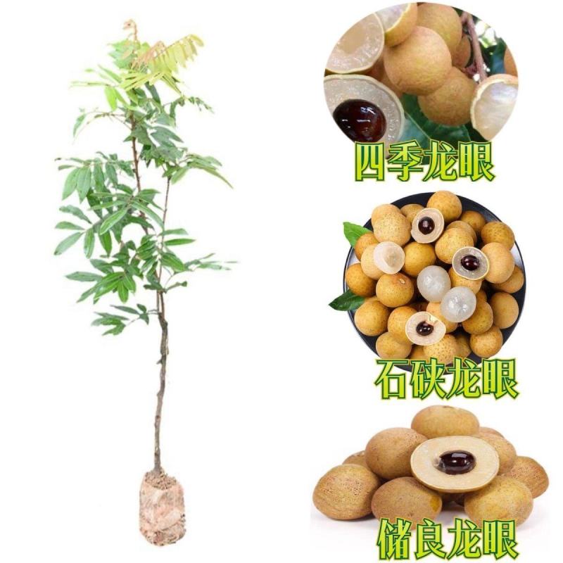 早熟石硖龙眼嫁接树苗储良嫁接苗盆栽地栽南方种植四季龙眼嫁