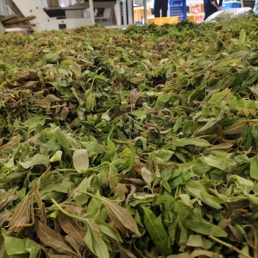 老鹰茶鲜叶