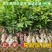 早熟石硖龙眼嫁接树苗储良嫁接苗盆栽地栽南方种植四季龙眼嫁