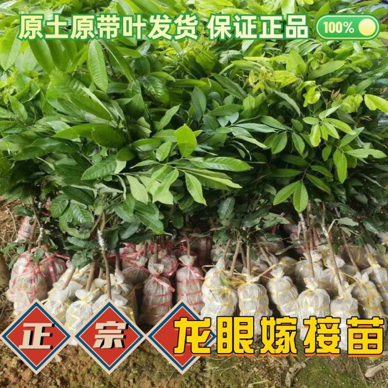 早熟石硖龙眼嫁接树苗储良嫁接苗盆栽地栽南方种植四季龙眼嫁