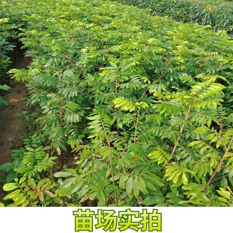 早熟石硖龙眼嫁接树苗储良嫁接苗盆栽地栽南方种植四季龙眼嫁