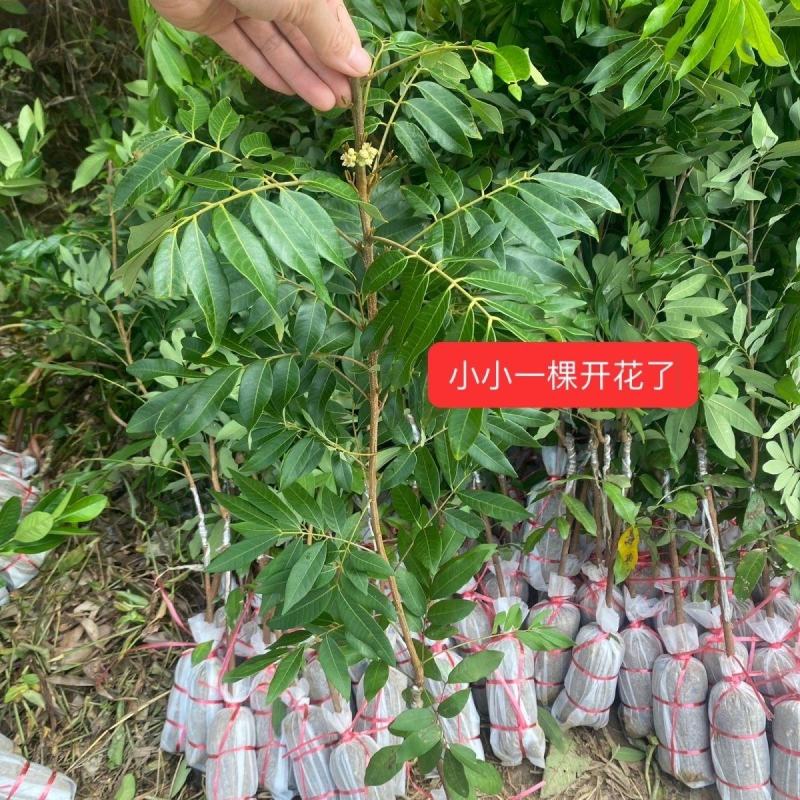 早熟石硖龙眼嫁接树苗储良嫁接苗盆栽地栽南方种植四季龙眼嫁