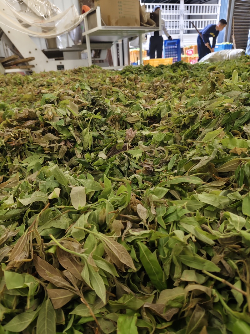 老鹰茶鲜叶
