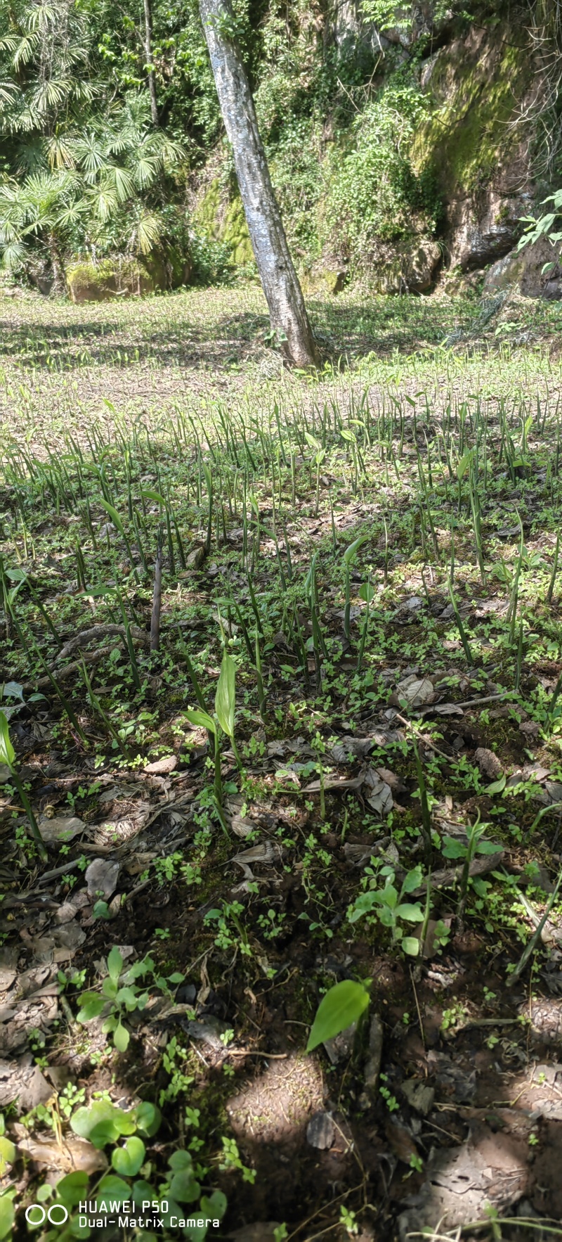 青洋荷笋洋荷特菜基地直供产地一手货源欢迎全国客商洽谈合作