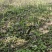 青洋荷笋洋荷特菜基地直供产地一手货源欢迎全国客商洽谈合作