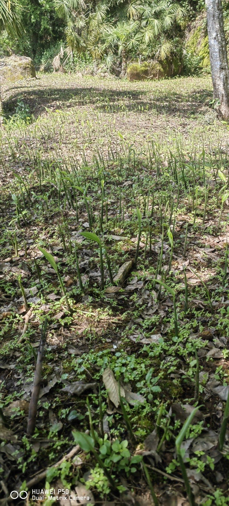 青洋荷笋洋荷特菜基地直供产地一手货源欢迎全国客商洽谈合作