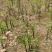 青洋荷笋洋荷特菜基地直供产地一手货源欢迎全国客商洽谈合作