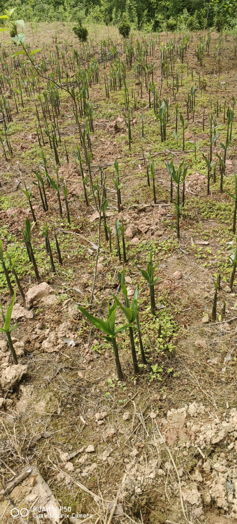 青洋荷笋洋荷特菜基地直供产地一手货源欢迎全国客商洽谈合作