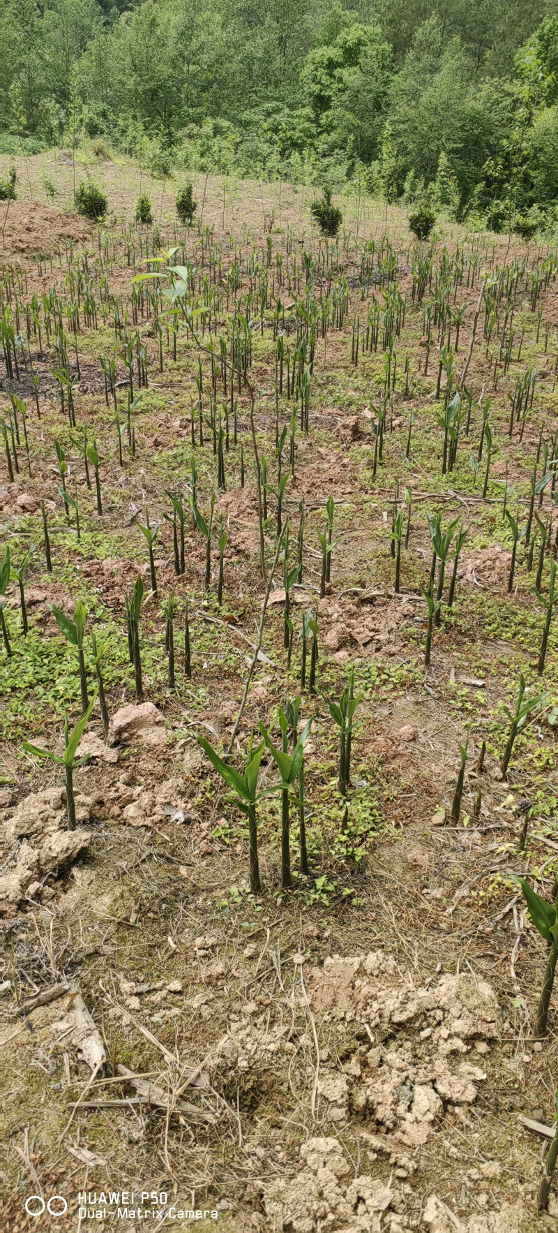 青洋荷笋洋荷特菜基地直供产地一手货源欢迎全国客商洽谈合作