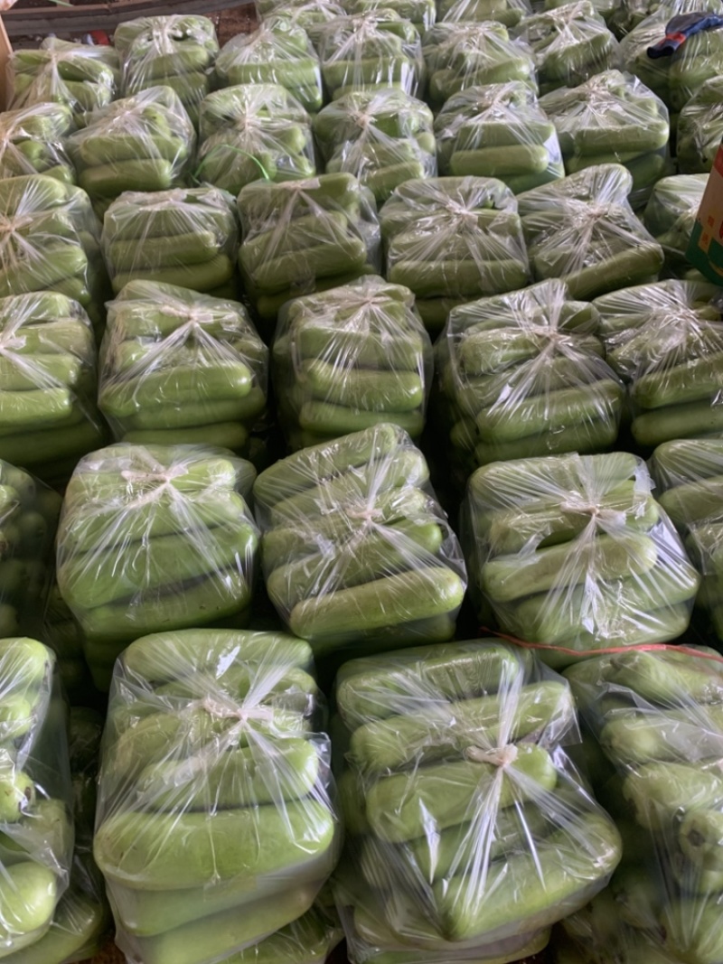 蒲瓜大量有货，瓜嫩够均匀，个头适中，欢迎老板批发