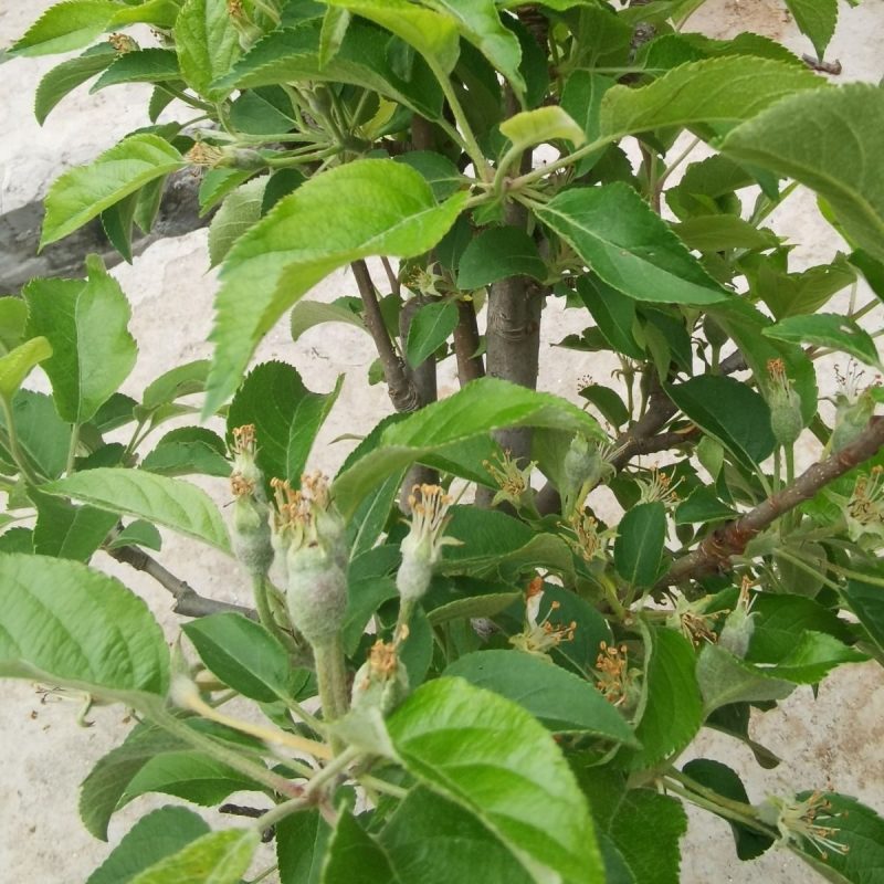 带土带叶盆栽矮化苹果树苗原盆原土带果发货南北方庭院阳台