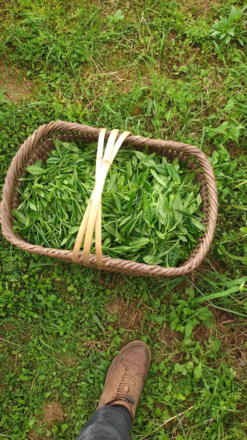 贵州高山锌硒有机茶