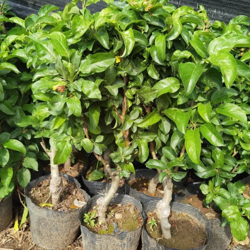 带花带果发货苹果树苗嫁接红富士盆栽地栽苗南北方种植耐寒旱