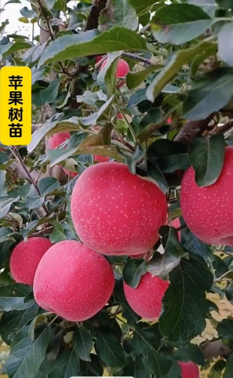 带花带果发货苹果树苗嫁接红富士盆栽地栽苗南北方种植耐寒旱