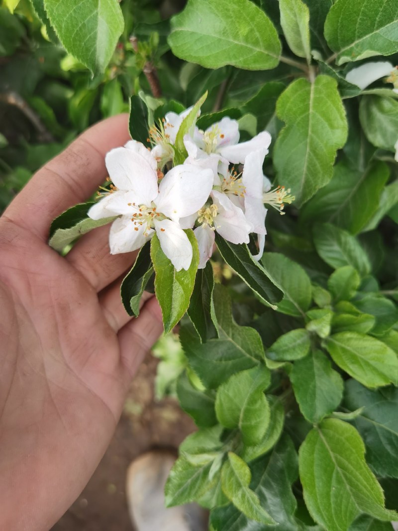带花带果发货苹果树苗嫁接红富士盆栽地栽苗南北方种植耐寒旱