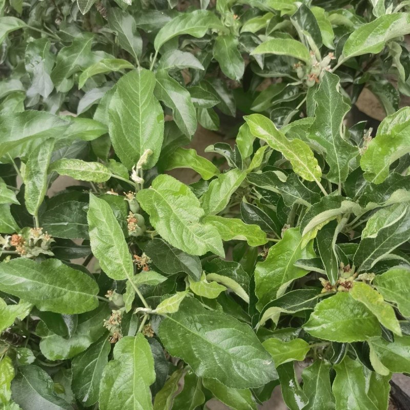 带花带果发货苹果树苗嫁接红富士盆栽地栽苗南北方种植耐寒旱