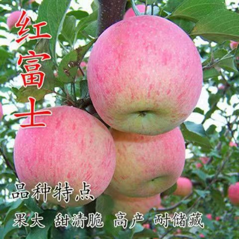 带花带果发货苹果树苗嫁接红富士盆栽地栽苗南北方种植耐寒旱