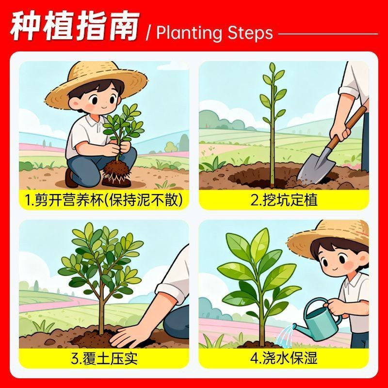 带花带果发货苹果树苗嫁接红富士盆栽地栽苗南北方种植耐寒旱